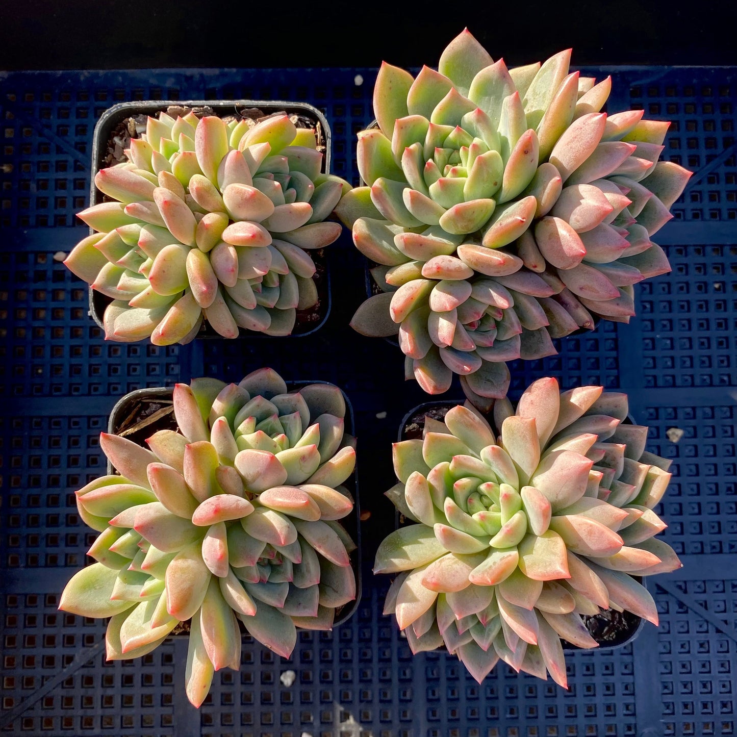 Echeveria bonifica