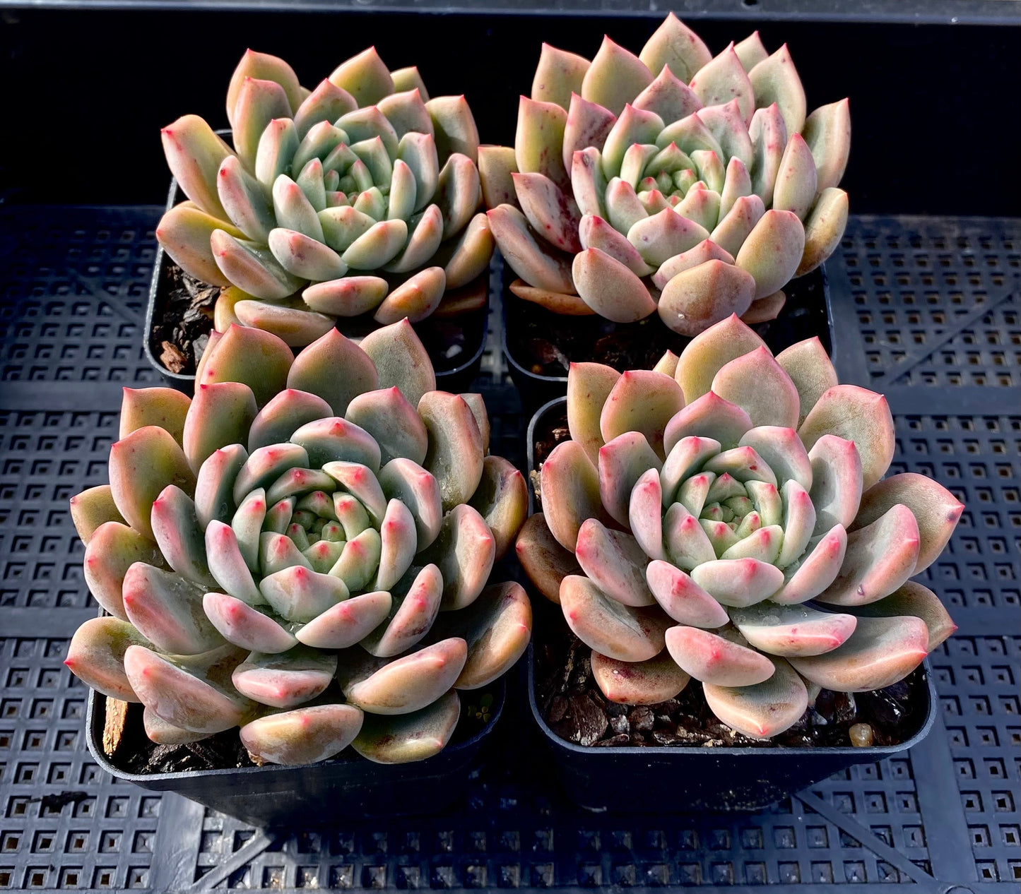 Echeveria bonifica