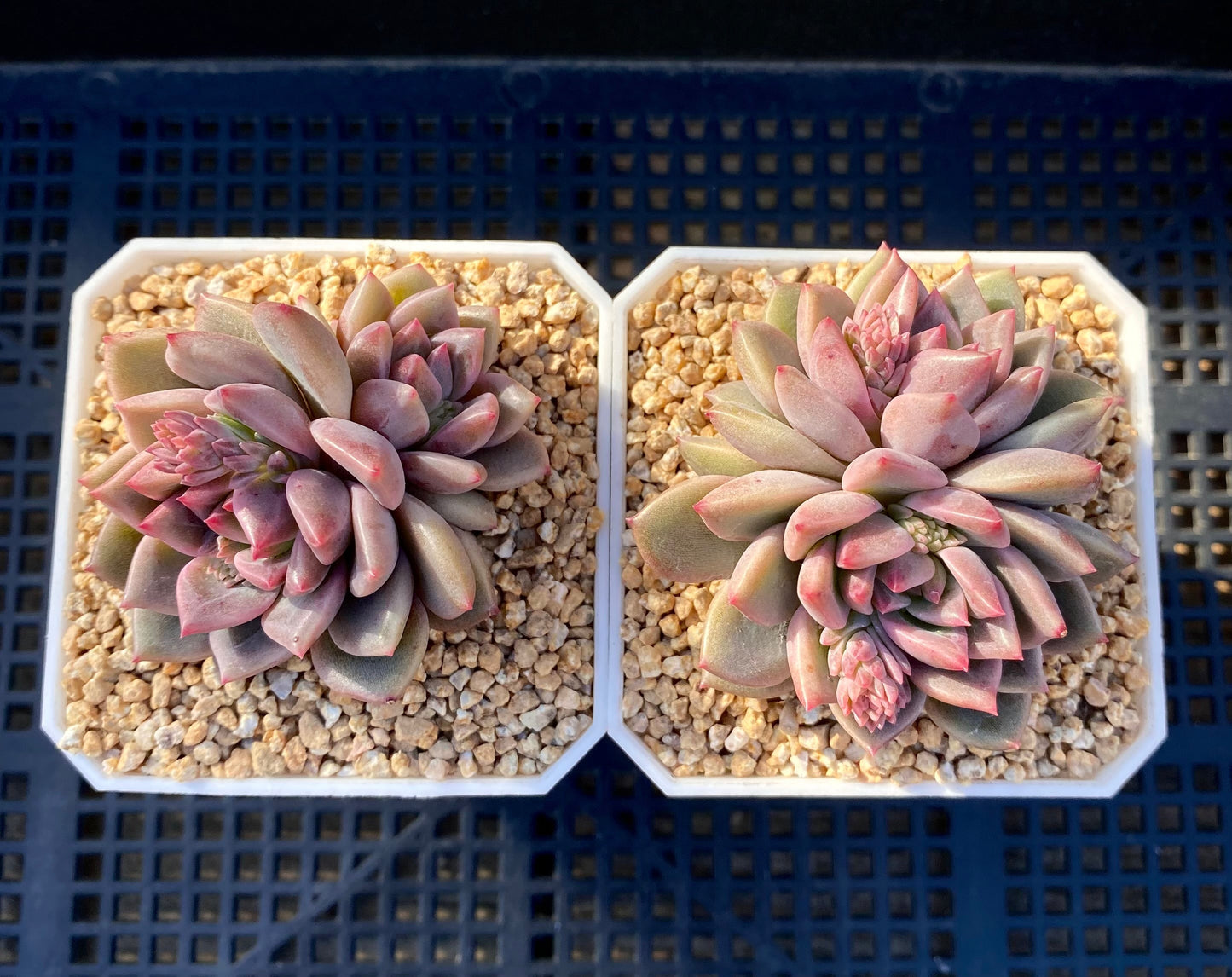 Echeveria bonifica