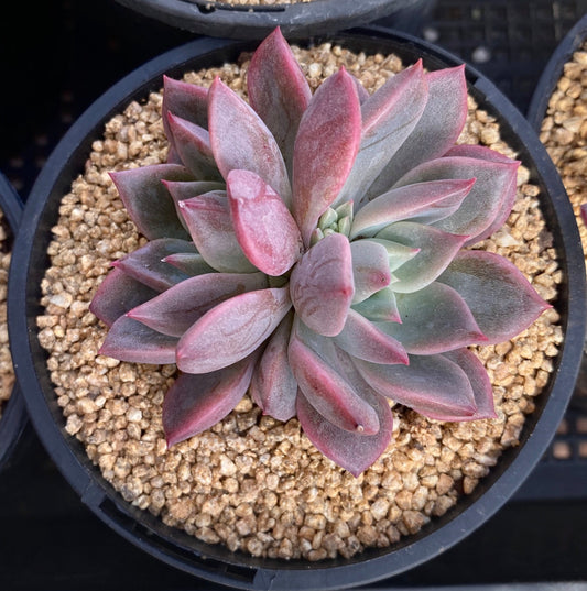 Echeveria bonifica