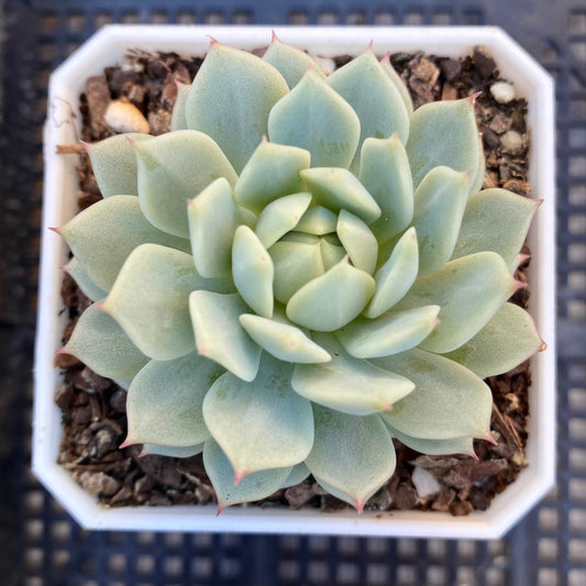 Echeveria captain hay