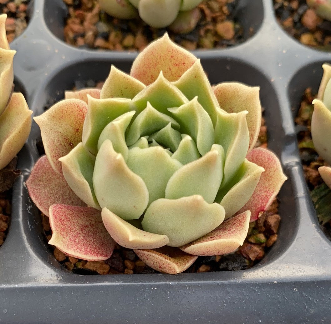 Echeveria caramel rose S
