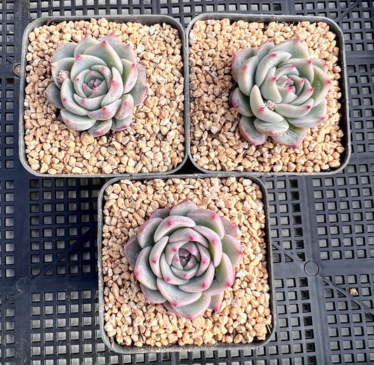 Echeveria Caroline S