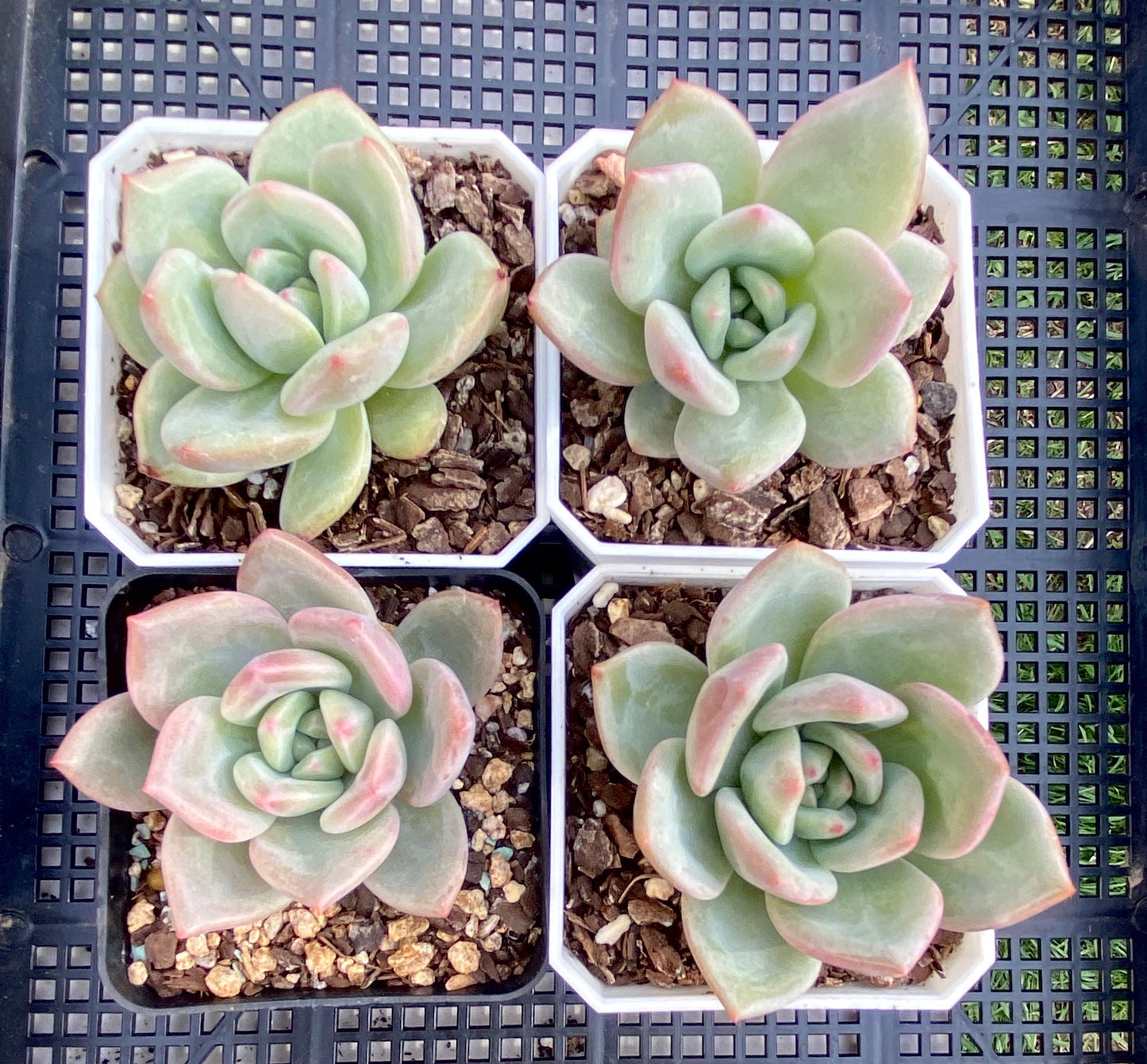 Echeveria champagne