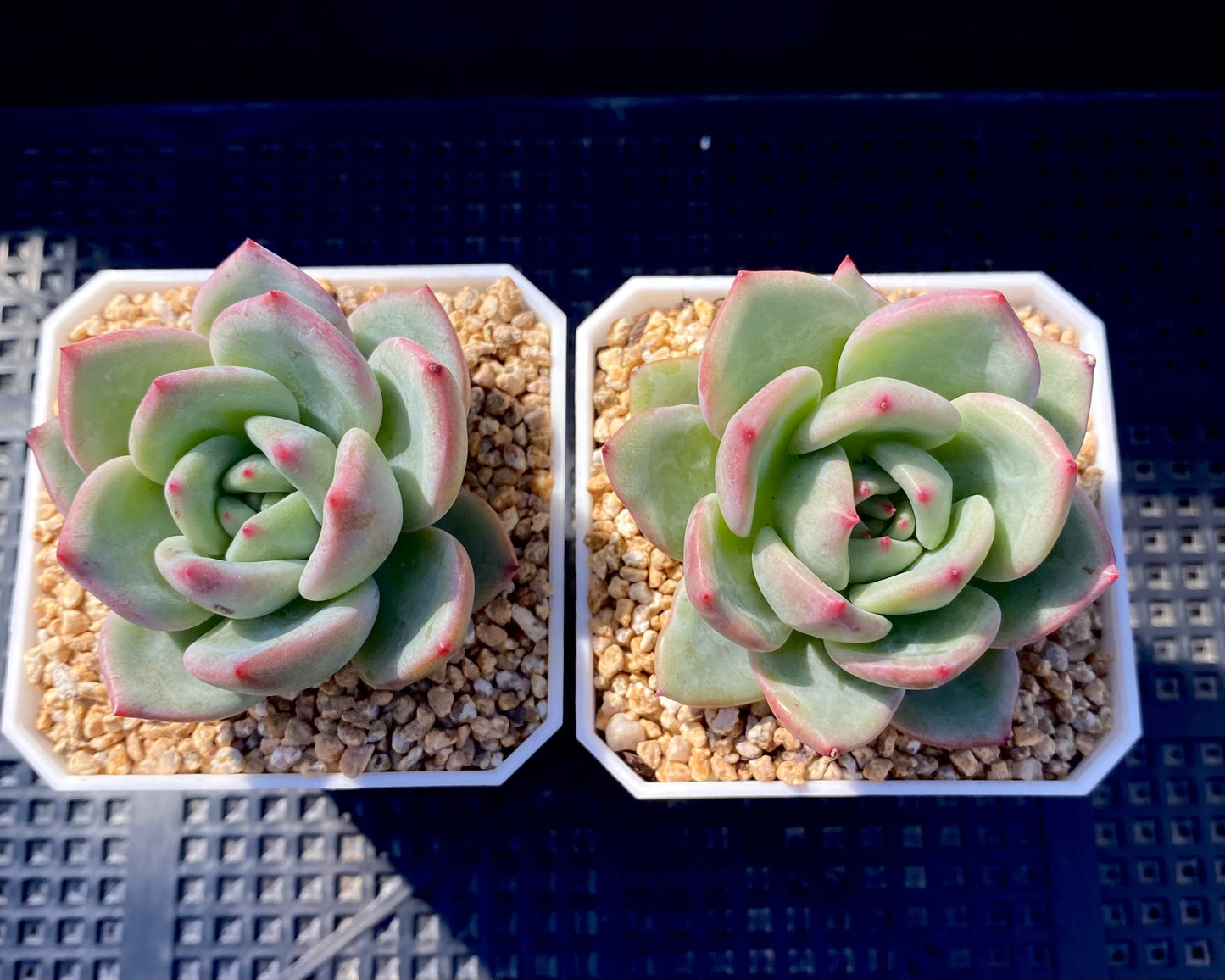 Echeveria champagne