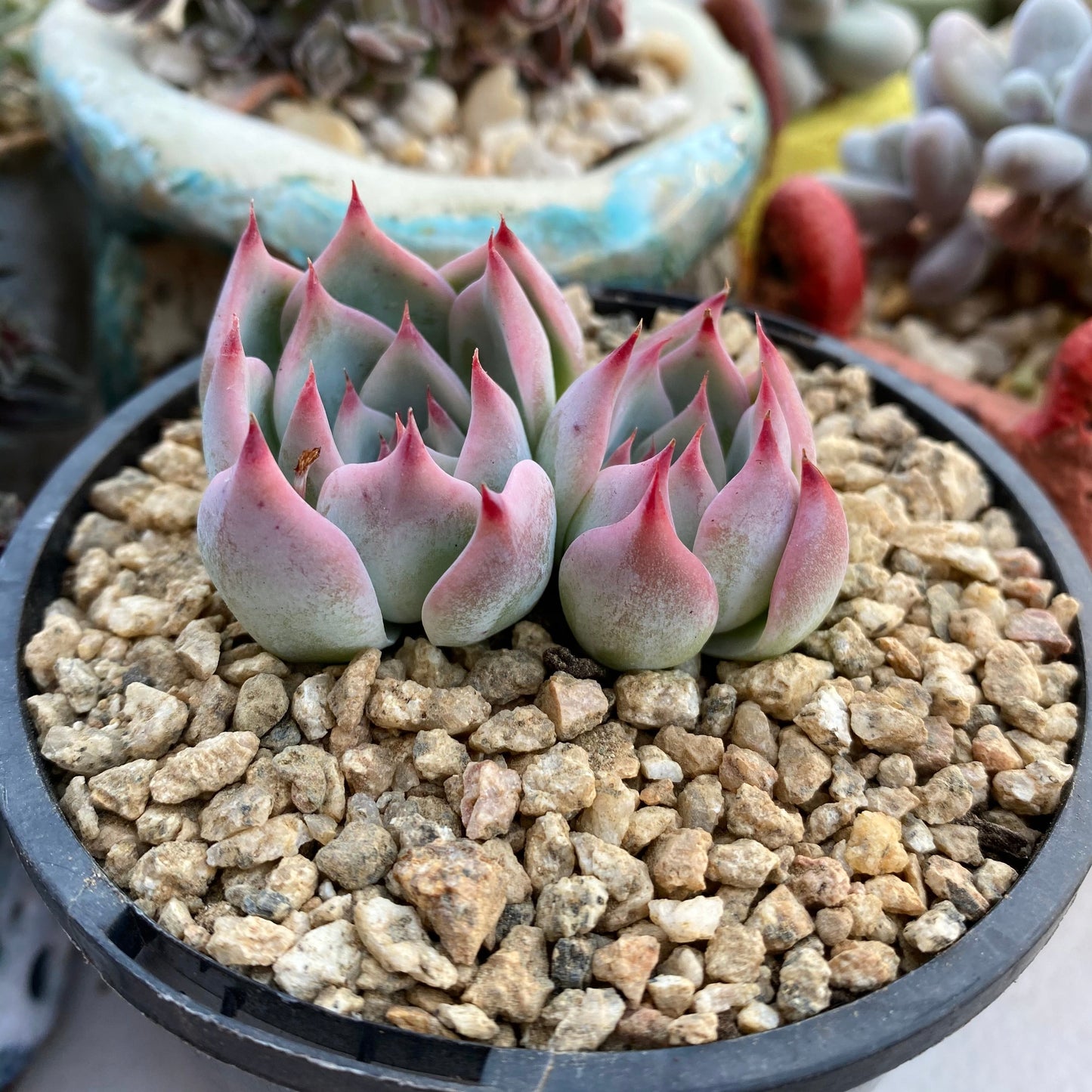 Echeveria chihuahuensis ruby blush
