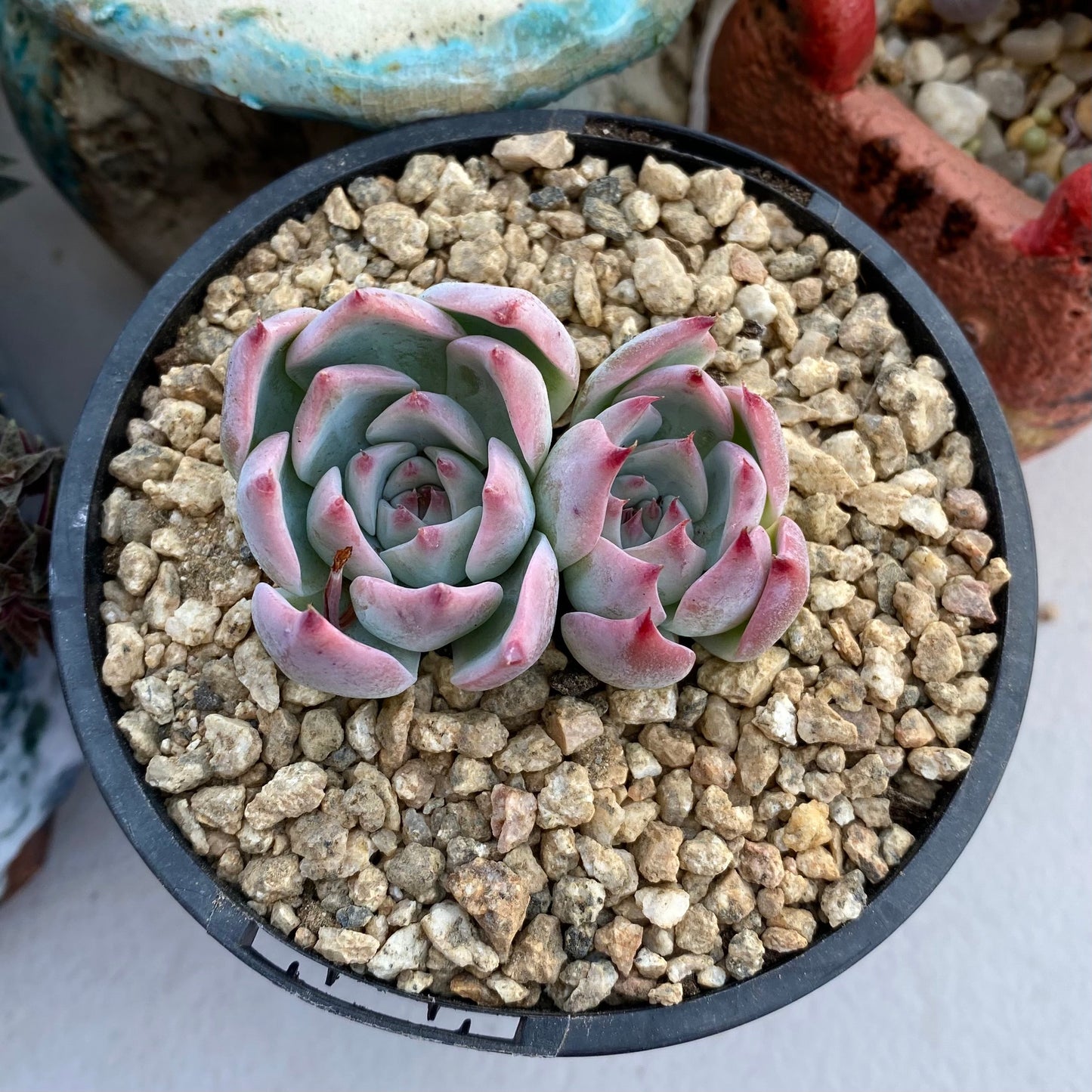 Echeveria chihuahuensis ruby blush