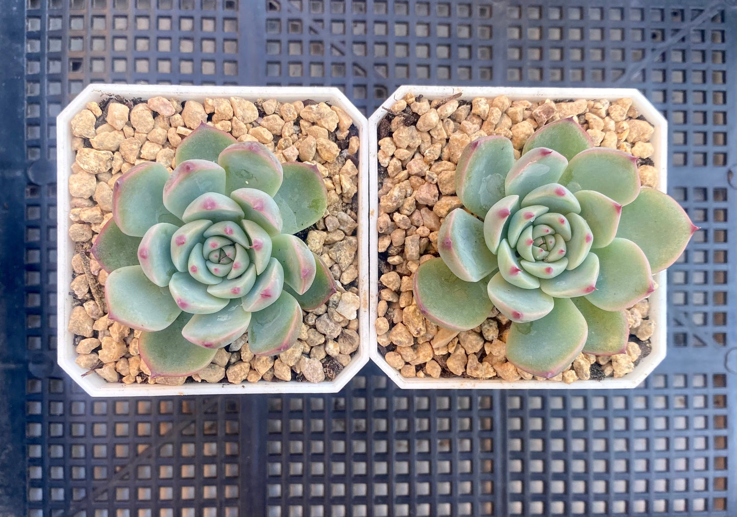 Echeveria chihuahuensis ruby blush