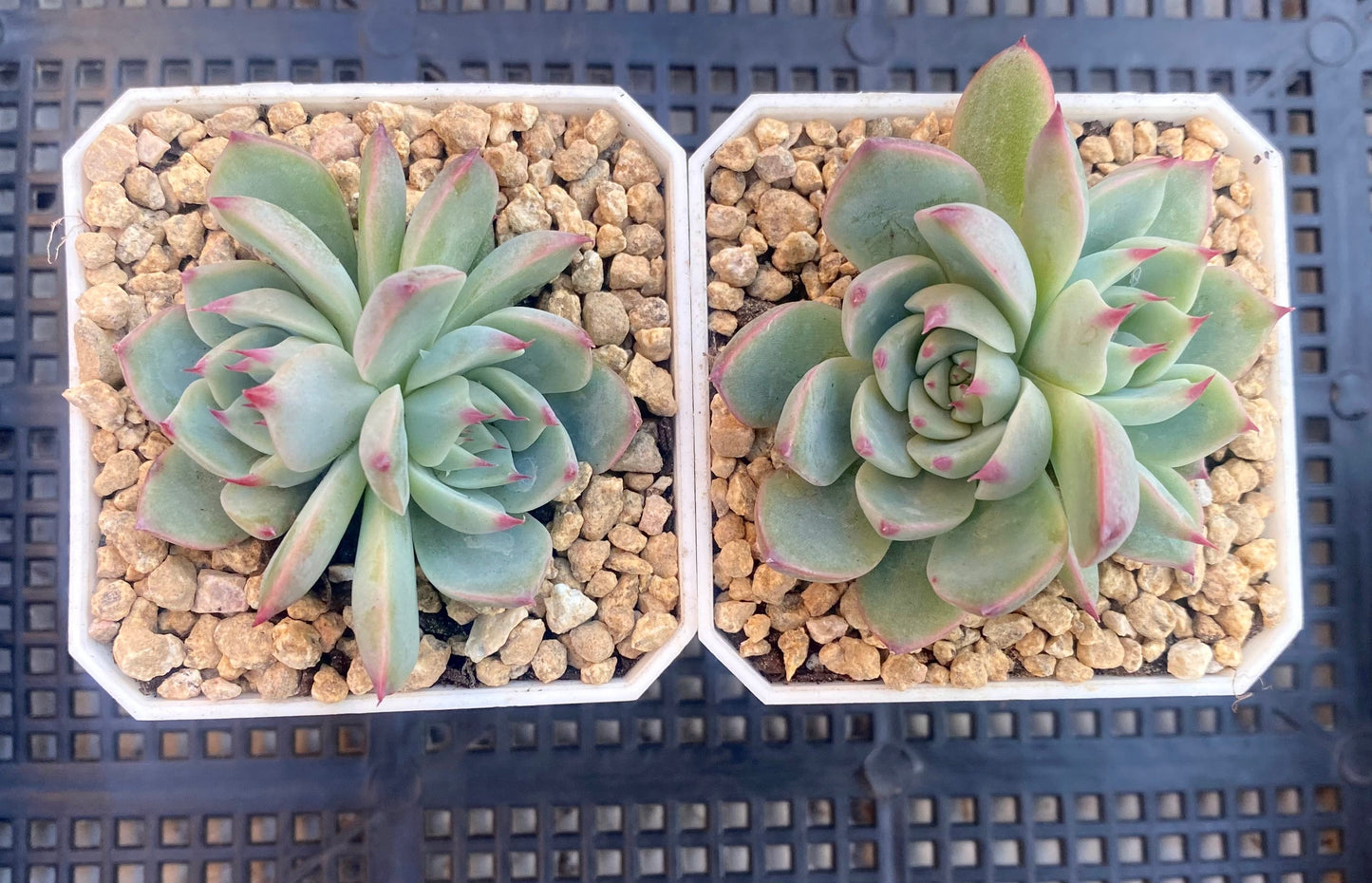 Echeveria chihuahuensis ruby blush
