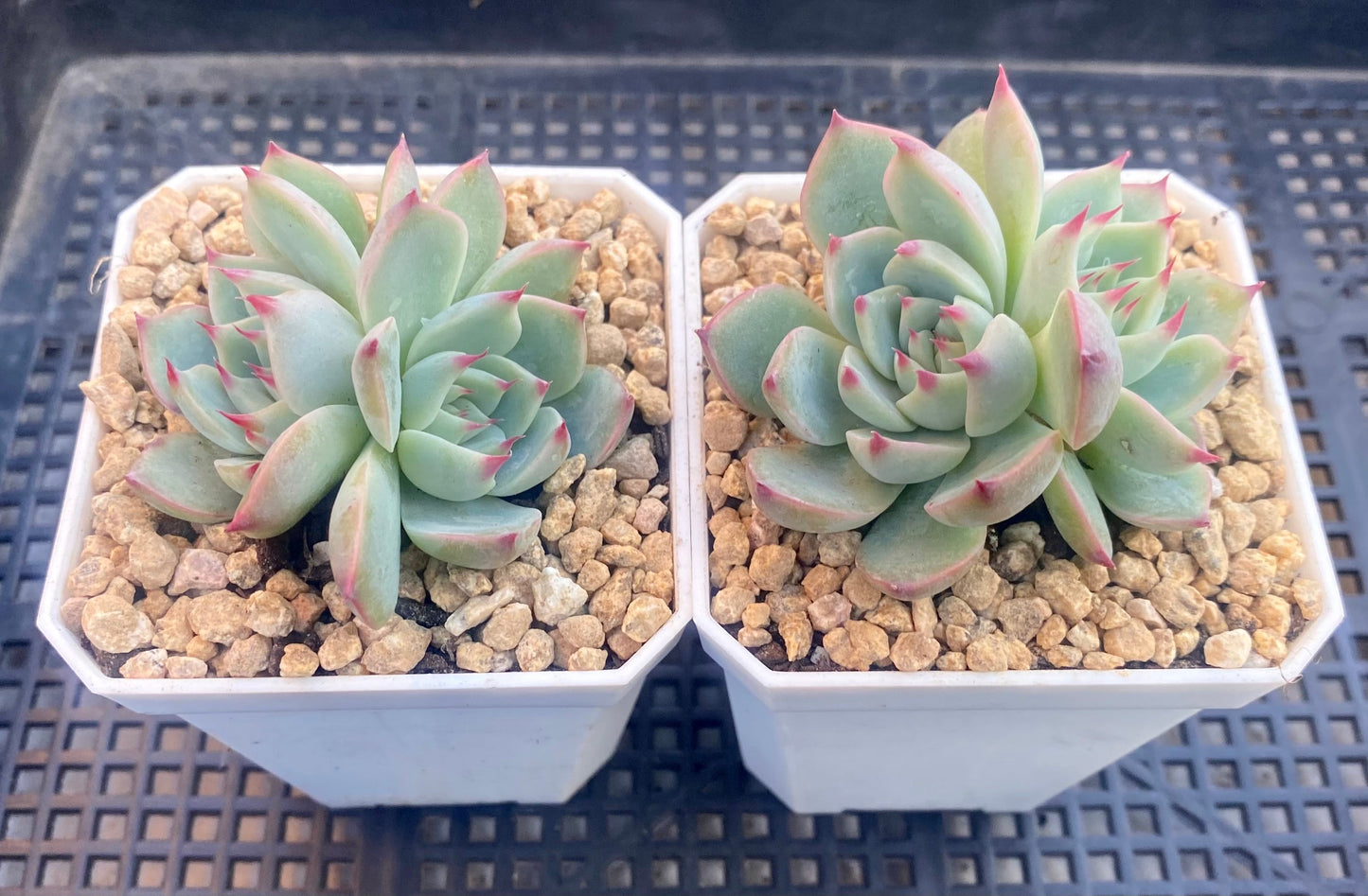 Echeveria chihuahuensis ruby blush