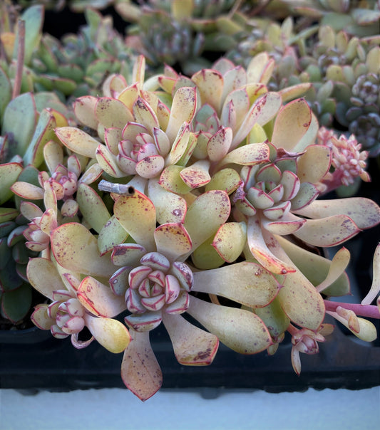 Echeveria minima x ballsii