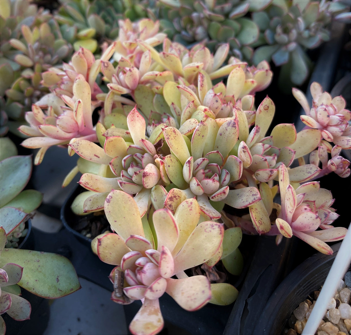 Echeveria minima x ballsii