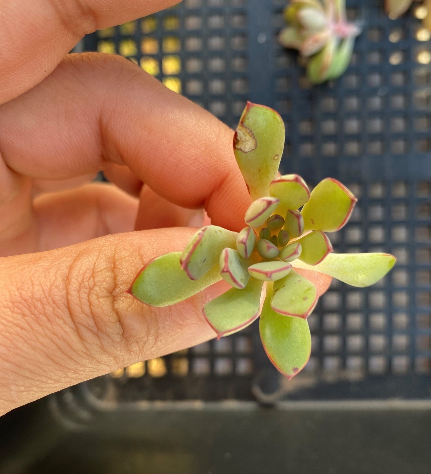 Echeveria minima x ballsii