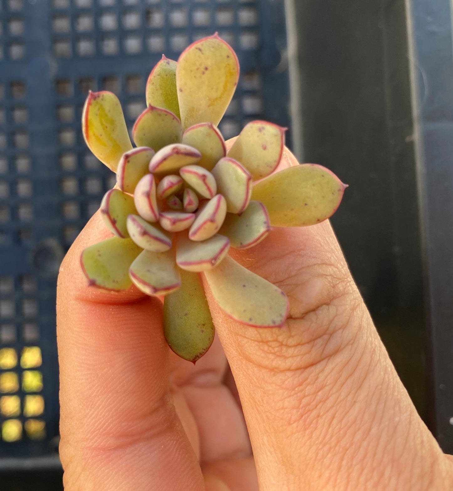 Echeveria minima x ballsii