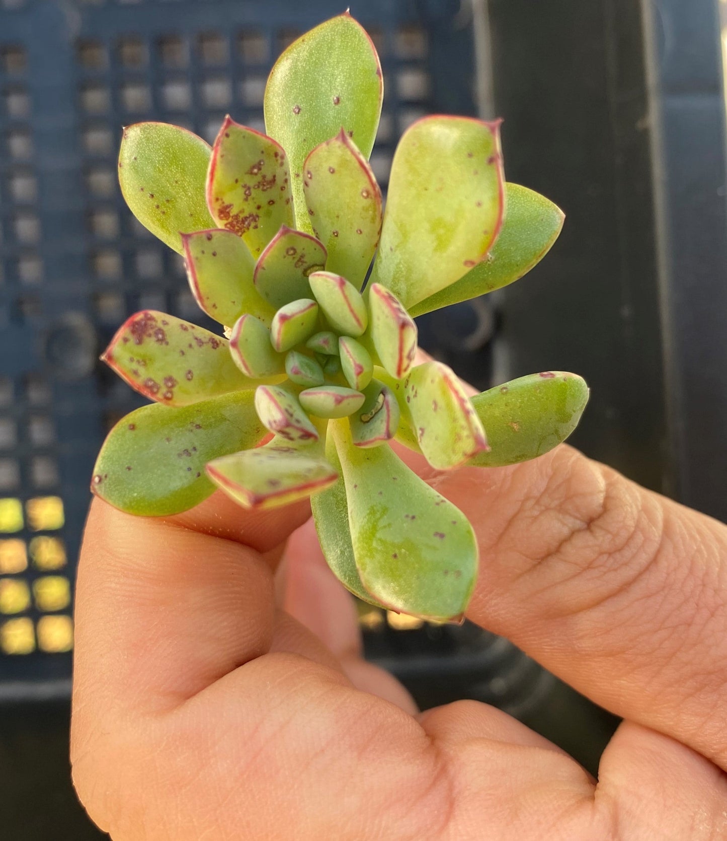 Echeveria minima x ballsii