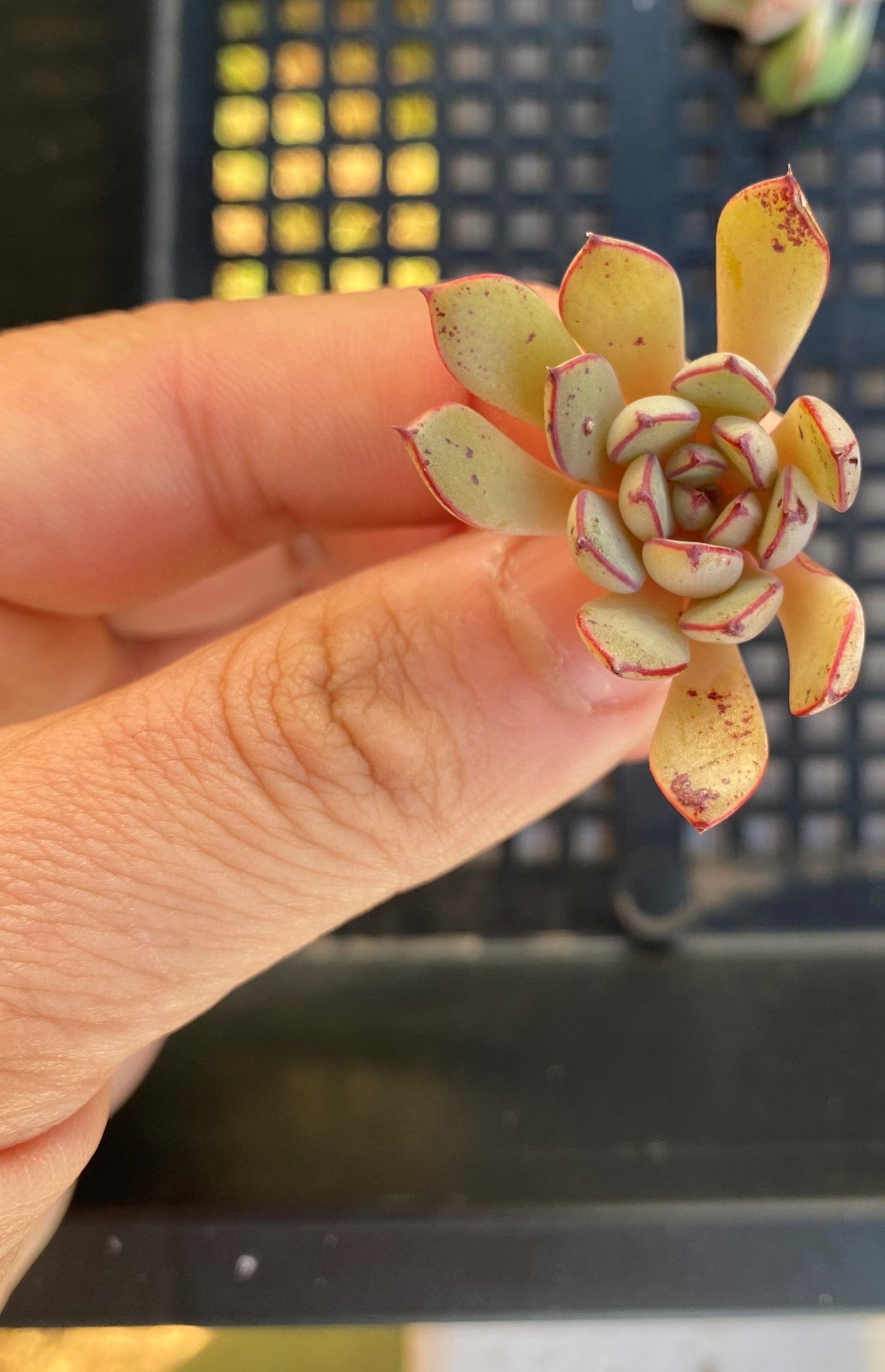 Echeveria minima x ballsii