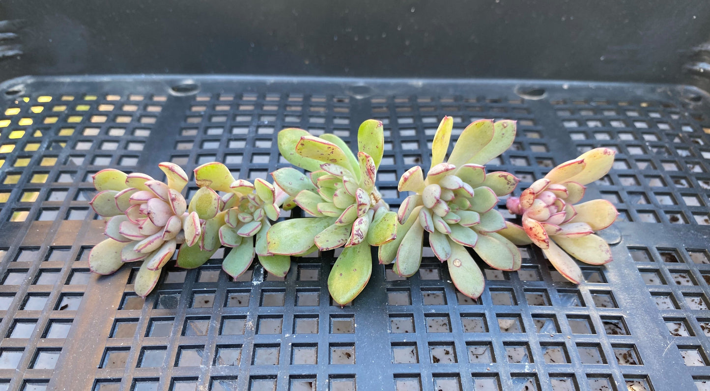 Echeveria minima x ballsii