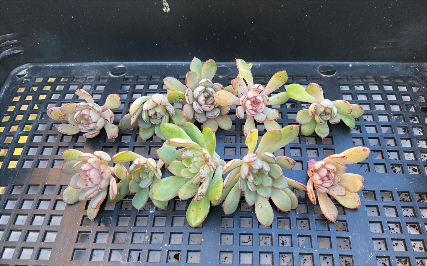 Echeveria minima x ballsii