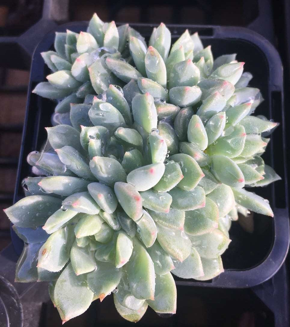 Echeveria Chrissy and Ryan Small