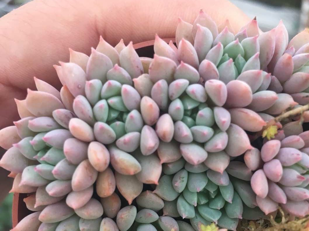 Echeveria Chrissy and Ryan Small