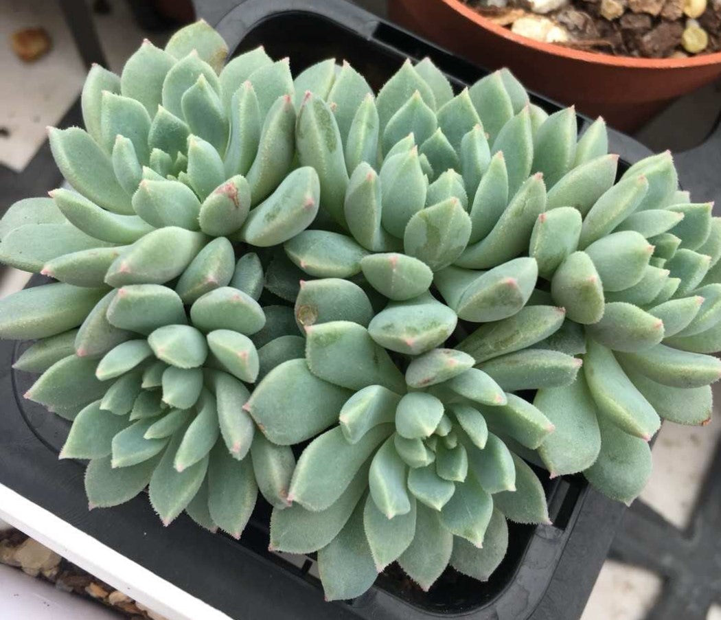 Echeveria Chrissy and Ryan Small