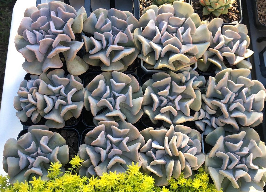 Echeveria cubic frost