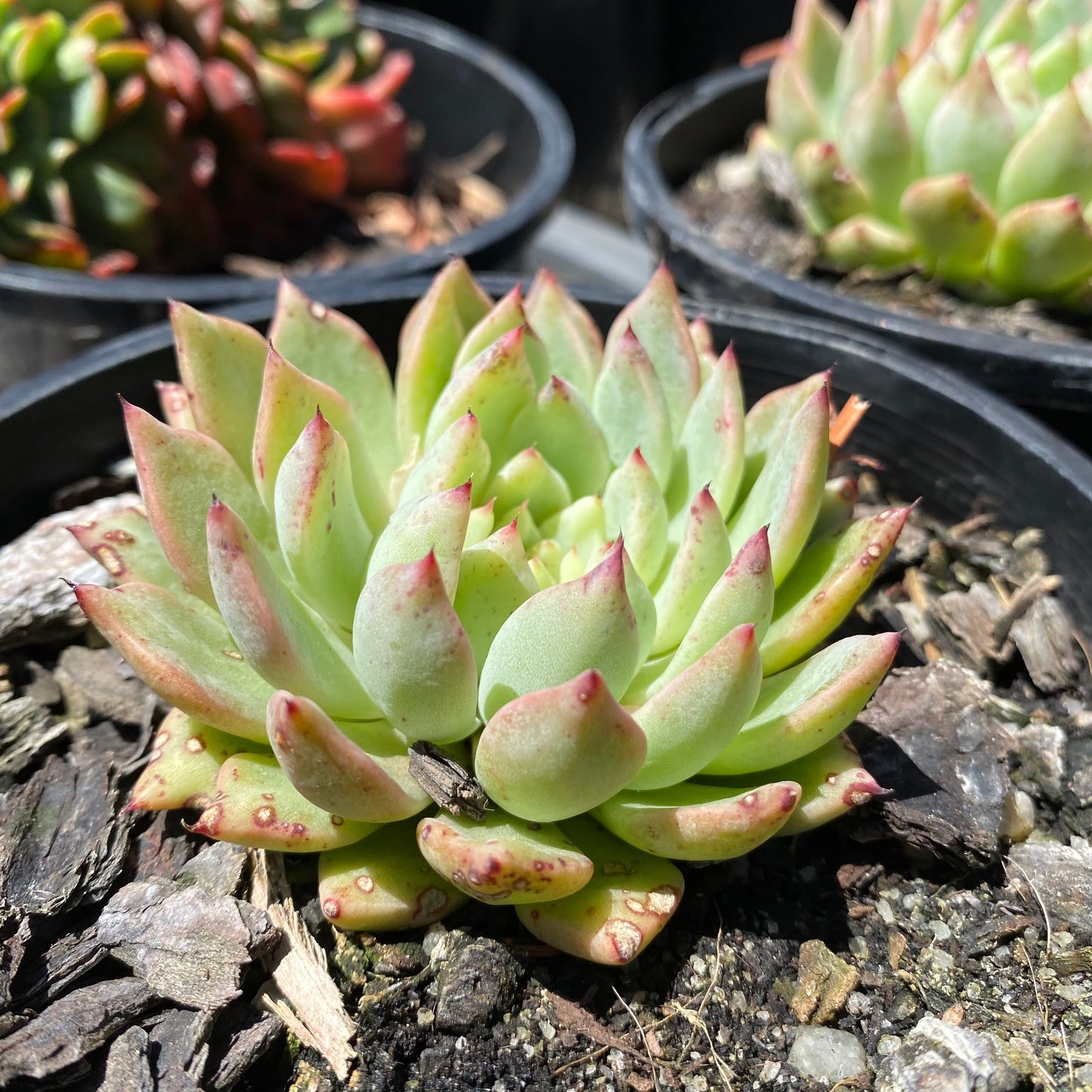 Echeveria cuspidata var zaragozae