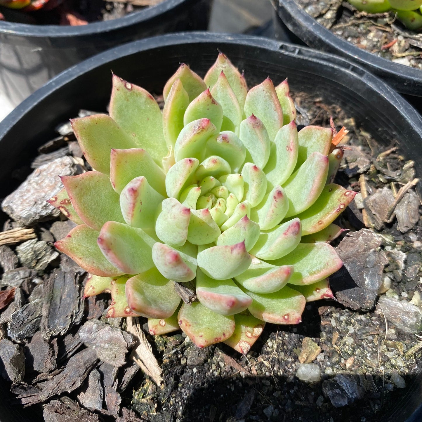 Echeveria cuspidata var zaragozae