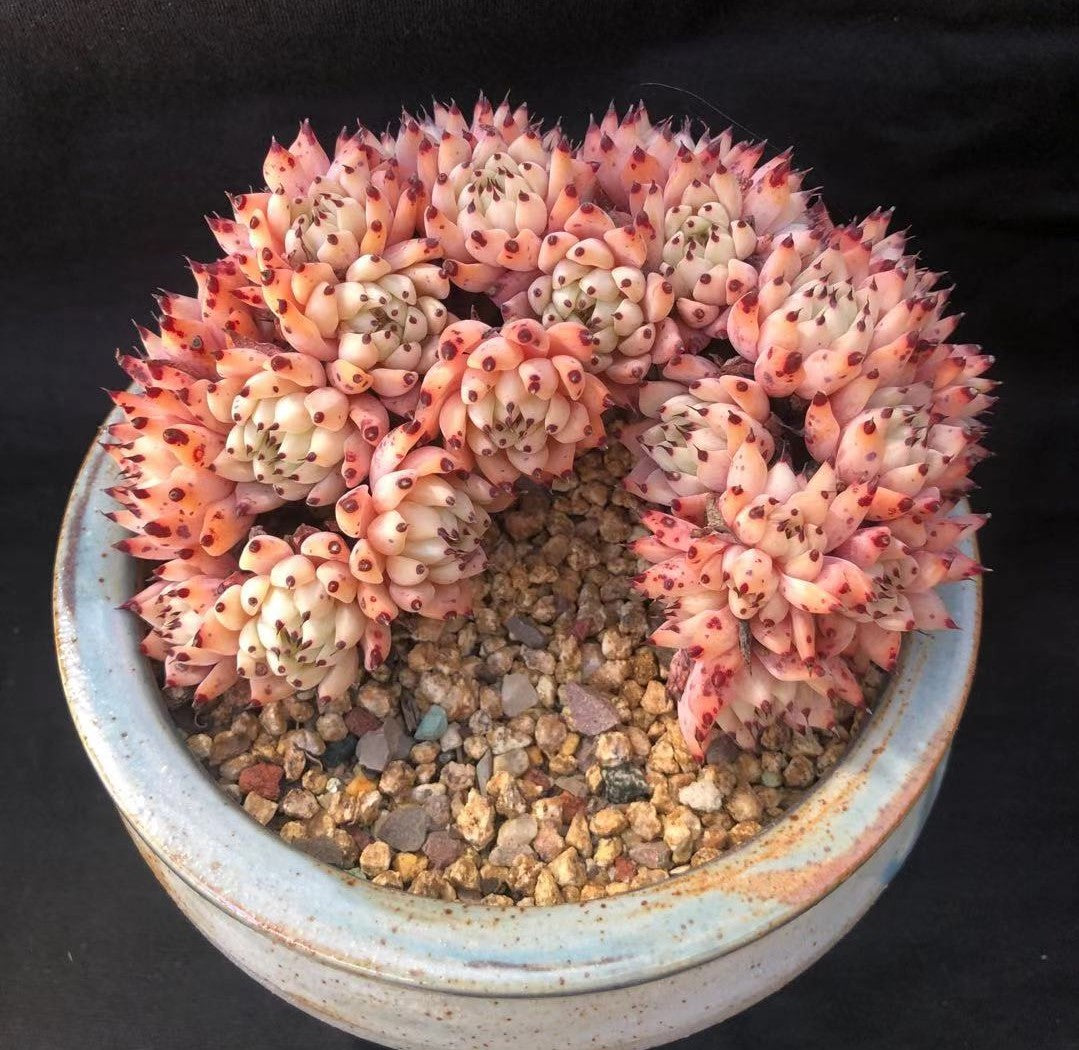 Echeveria cuspidata var zaragozae