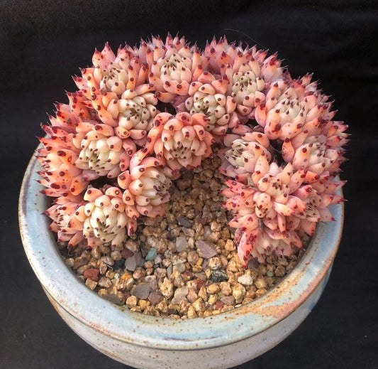 Echeveria cuspidata var zaragozae