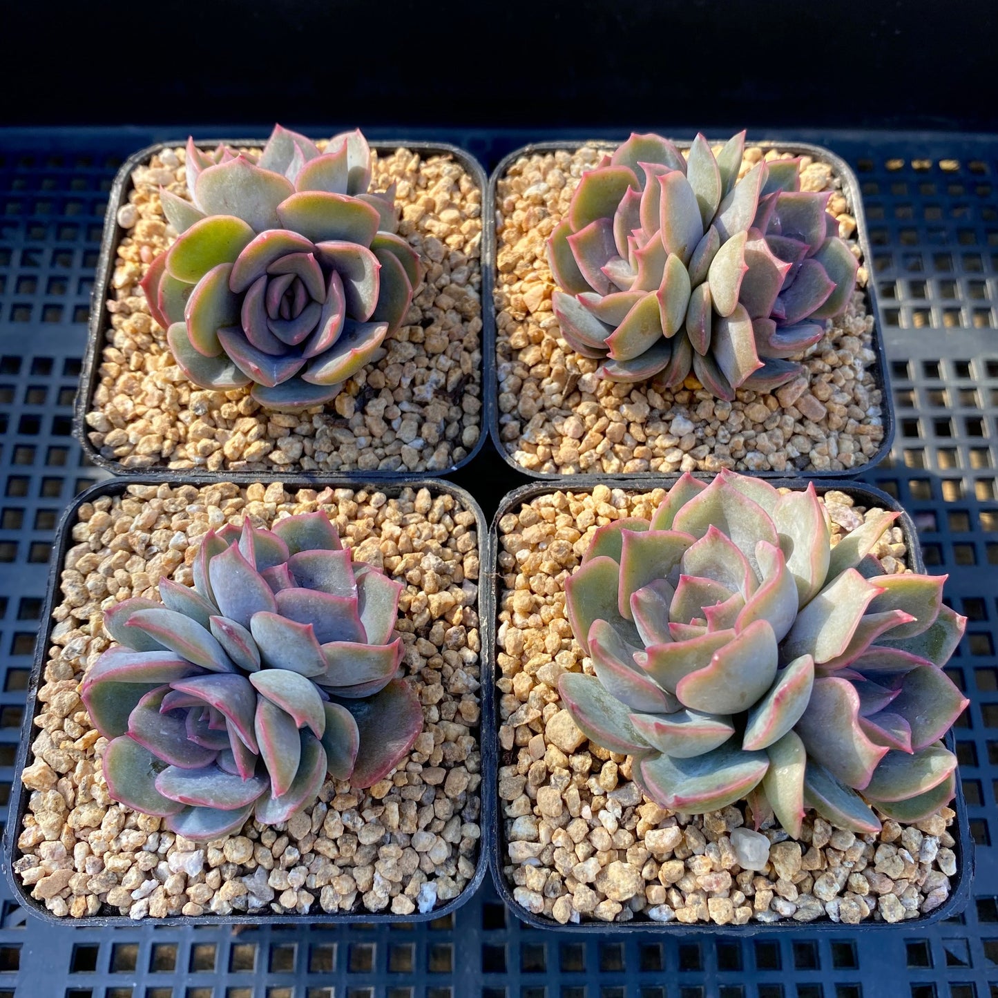 Echeveria dark ice
