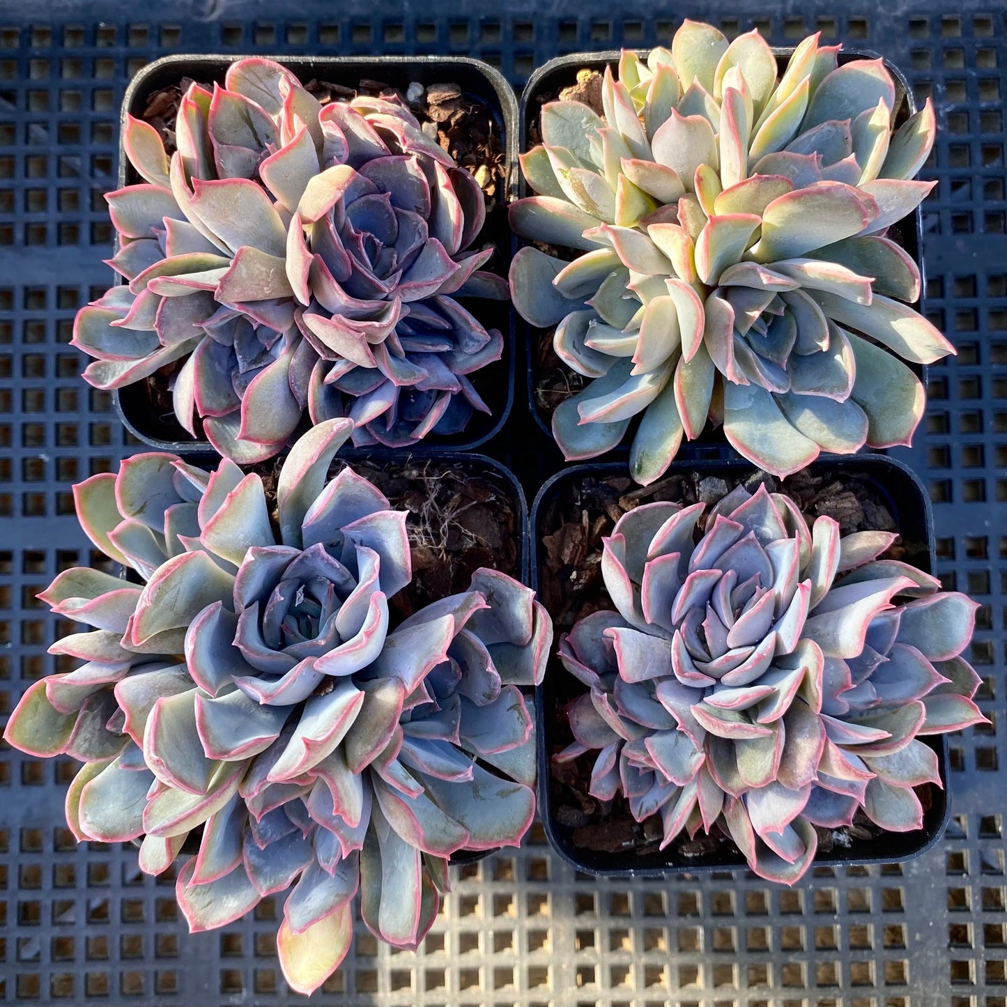 Echeveria dark ice
