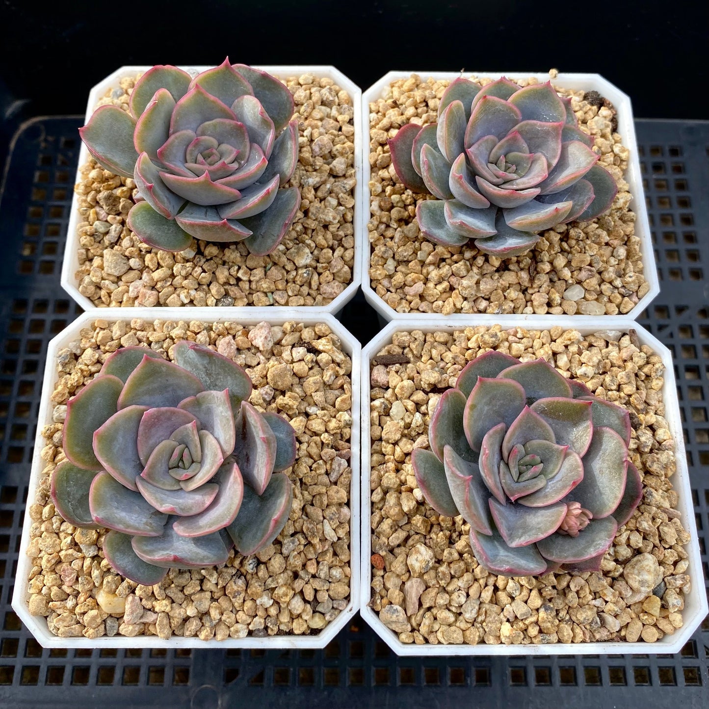 Echeveria dark ice