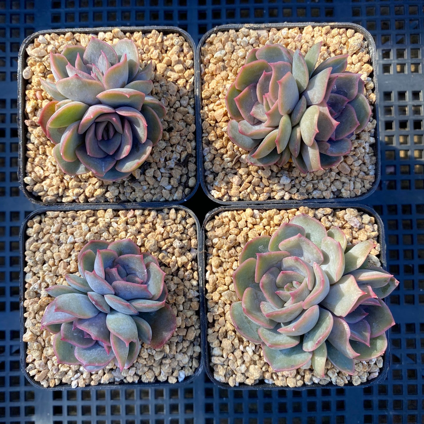 Echeveria dark ice