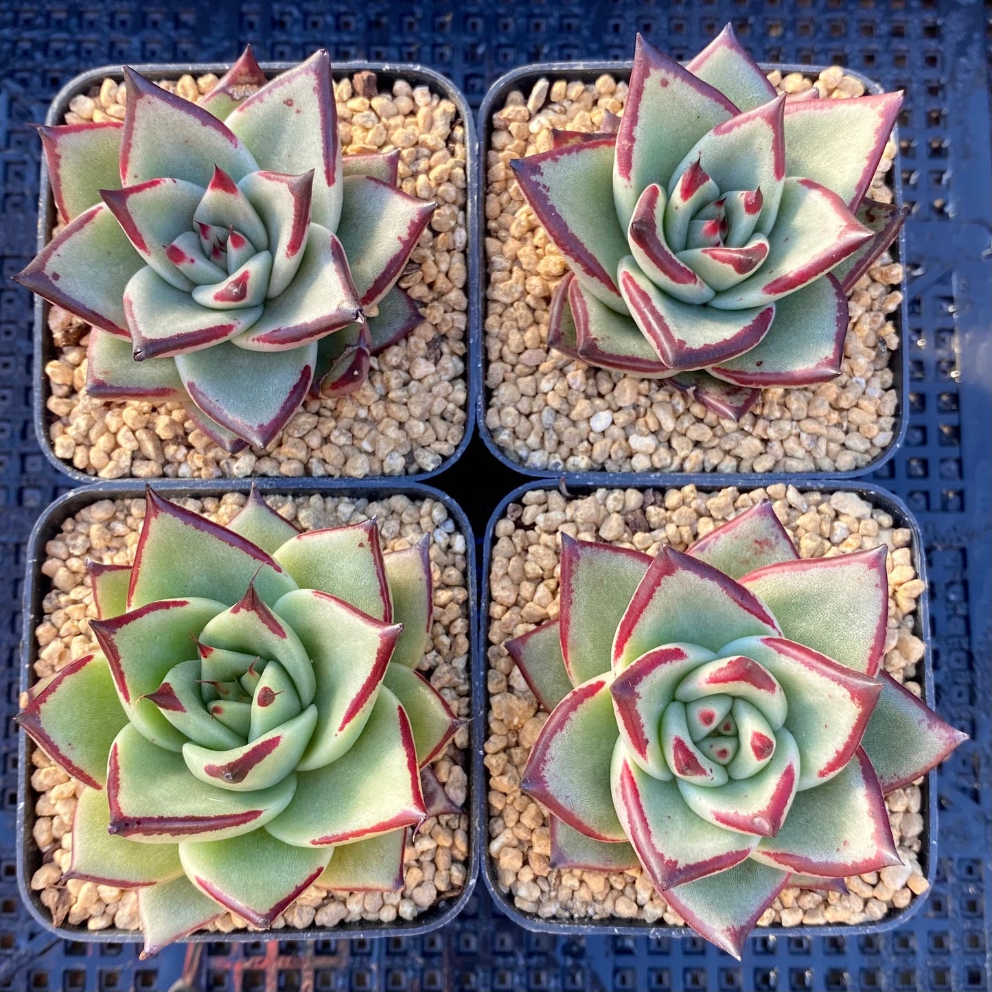 Echeveria ebony