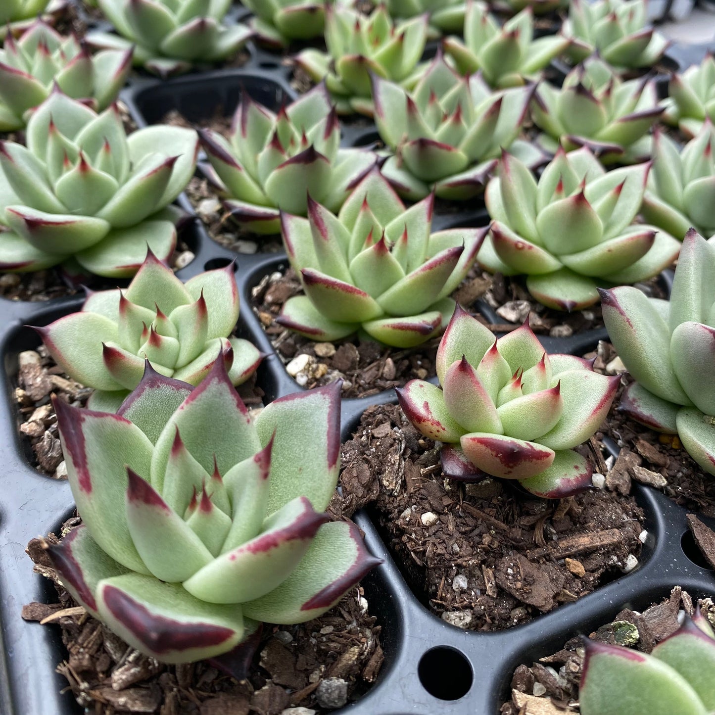 Echeveria ebony