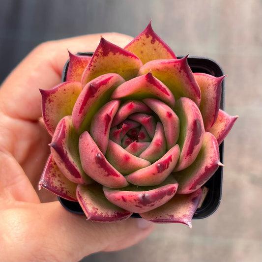 Echeveria Ebony x Prolifera