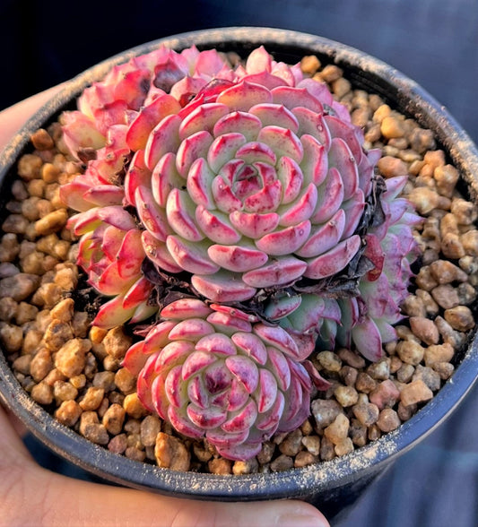 Echeveria el encino