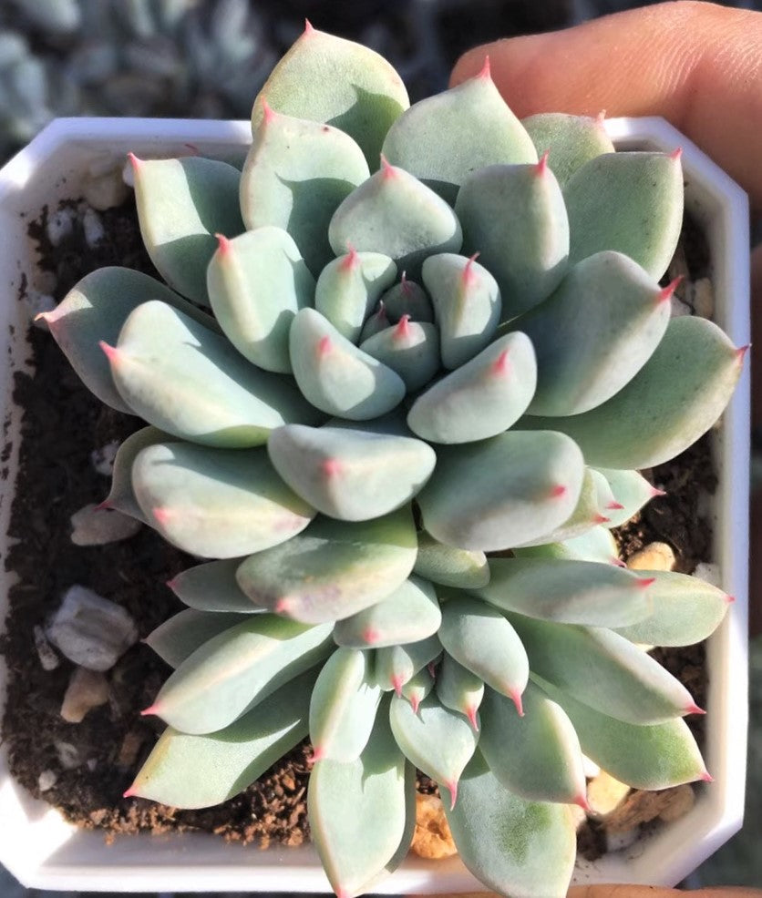 Echeveria Ellen