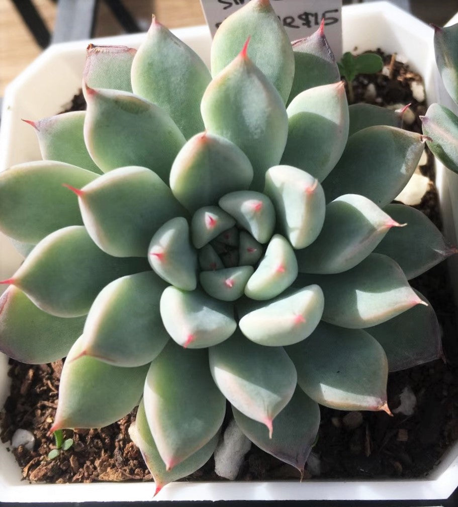 Echeveria Ellen