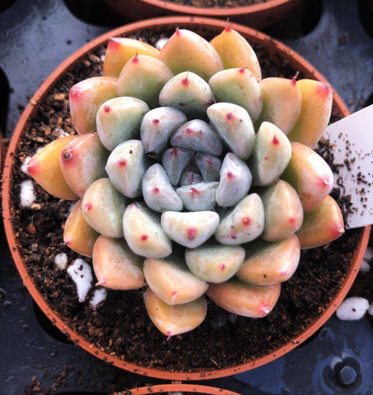 Echeveria Ellen