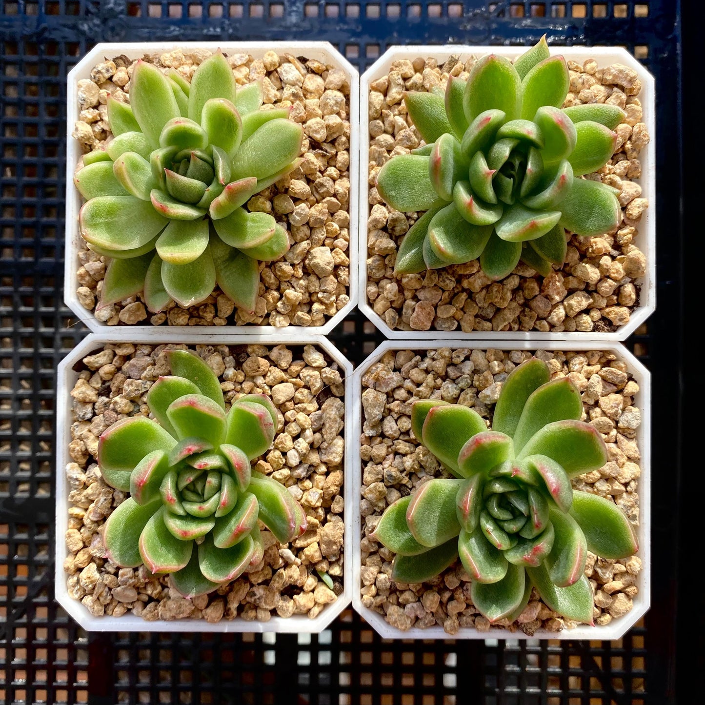 Echeveria frank tc monstrose