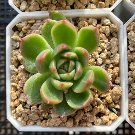 Echeveria frank tc monstrose