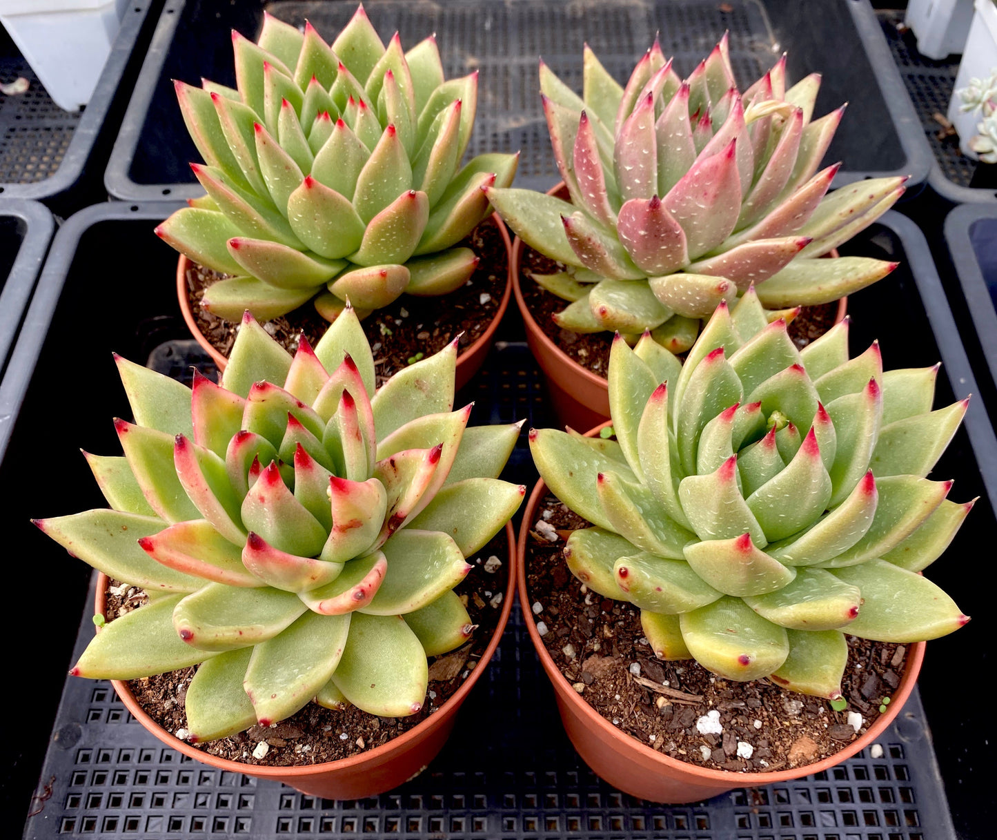 Echeveria agavoides gaya