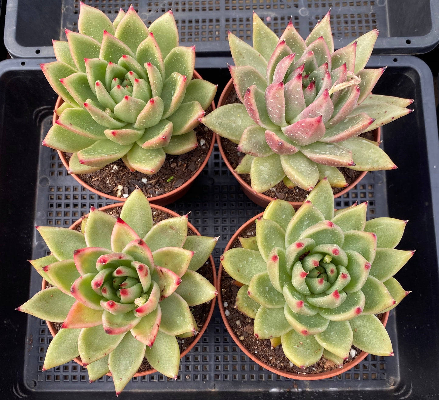 Echeveria agavoides gaya