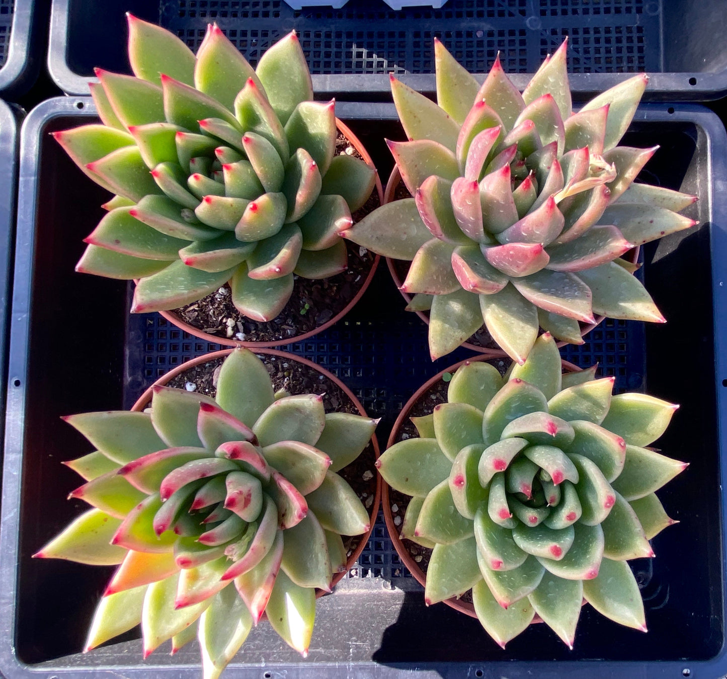 Echeveria agavoides gaya