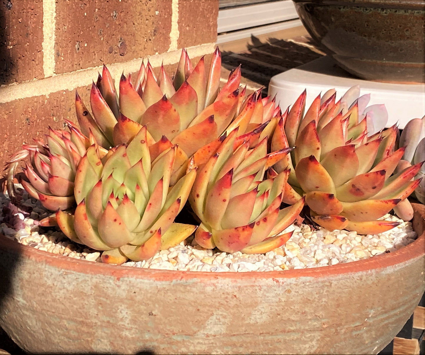 Echeveria agavoides gaya