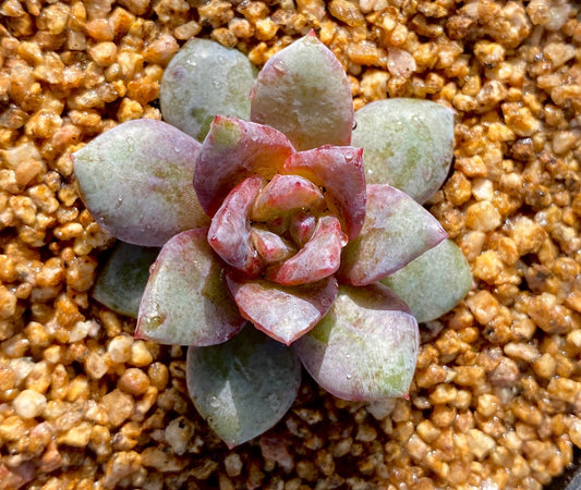 Echeveria german champagne S