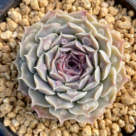 Echeveria heart choice