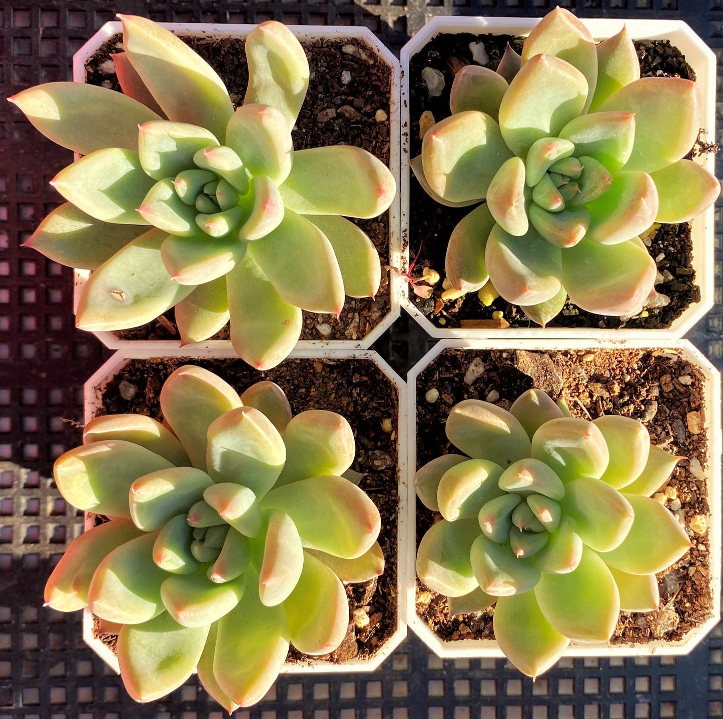 Echeveria girl talk